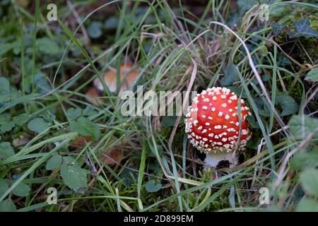 Automne les champignons agariques à la mouche à l'arboretum de Bodenham le 11 octobre 2020 près de Kidderminster, au Royaume-Uni. Amanita muscaria, communément connue sous le nom de mouche agarique ou mouche amanita, est indigène dans les régions tempérées de l'hémisphère Nord. Il s'associe à divers arbres à feuilles caduques et conifères. Sans doute l'espèce de tabouret la plus emblématique, l'agaric de mouche est un gros champignon blanc à volants blancs, tacheté de blanc, habituellement rouge, et est l'un des champignons les plus reconnaissables et réputé pour être toxique. Banque D'Images