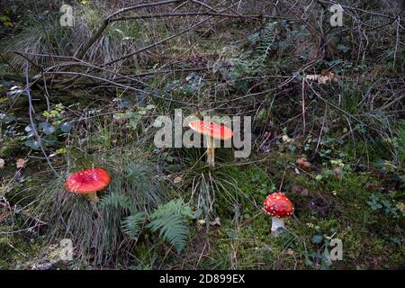 Automne les champignons agariques à la mouche à l'arboretum de Bodenham le 11 octobre 2020 près de Kidderminster, au Royaume-Uni. Amanita muscaria, communément connue sous le nom de mouche agarique ou mouche amanita, est indigène dans les régions tempérées de l'hémisphère Nord. Il s'associe à divers arbres à feuilles caduques et conifères. Sans doute l'espèce de tabouret la plus emblématique, l'agaric de mouche est un gros champignon blanc à volants blancs, tacheté de blanc, habituellement rouge, et est l'un des champignons les plus reconnaissables et réputé pour être toxique. Banque D'Images