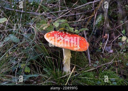 Automne les champignons agariques à la mouche à l'arboretum de Bodenham le 11 octobre 2020 près de Kidderminster, au Royaume-Uni. Amanita muscaria, communément connue sous le nom de mouche agarique ou mouche amanita, est indigène dans les régions tempérées de l'hémisphère Nord. Il s'associe à divers arbres à feuilles caduques et conifères. Sans doute l'espèce de tabouret la plus emblématique, l'agaric de mouche est un gros champignon blanc à volants blancs, tacheté de blanc, habituellement rouge, et est l'un des champignons les plus reconnaissables et réputé pour être toxique. Banque D'Images