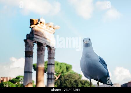 Rome, Italie - UN mouette original regardant directement la caméra avec curiosité avec des structures romaines anciennes détériorées en arrière-plan. Banque D'Images