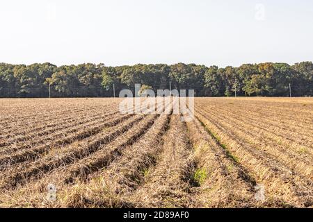 Champ dormant avec lignes dans East Hampton, ny Banque D'Images