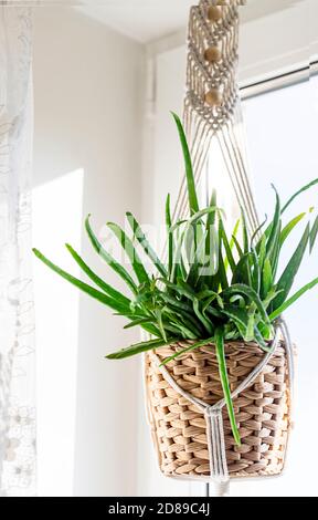 Gros plan de macrame fait main pour les fleurs, accroché près de la fenêtre. Plantes d'intérieur, un passe-temps, l'amour des plantes. Concept de décoration d'intérieur. Banque D'Images