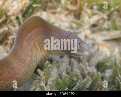Poisson géométrique moray anguille (Gymnothorax griseus) à l'herbe de mer Banque D'Images