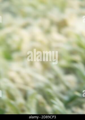 Fond sous-marin d'herbe de mer défoqué, vertical Banque D'Images