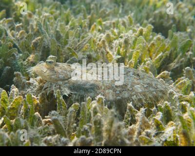 Léopard (panthère) plie (Bothus pantherinus) au fond de la mer sous l'eau Banque D'Images