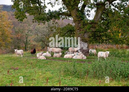 Troupeau de moutons abritant sous un chêne en automne Une matinée humide à Carmarthenshire pays de Galles, Royaume-Uni, le 2020 octobre KATHY DEWITT Banque D'Images