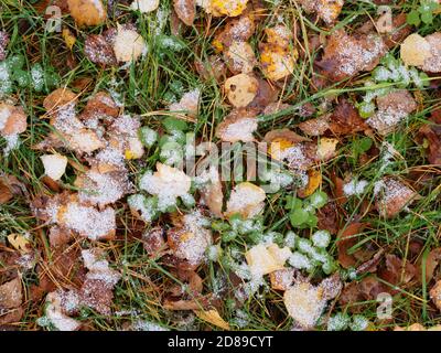 Feuilles de bouleau et aiguilles de pin tombées sur l'herbe sous première neige automne arrière-plan Banque D'Images