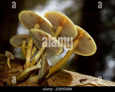 Crosse de champignons Tuft de soufre poussant sur la branche pourrie d'un arbre Banque D'Images