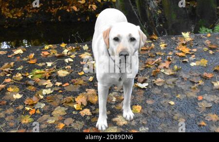 Labrador jaune debout sur un sentier de feuilles parsemé à côté d'un petit ruisseau. Banque D'Images