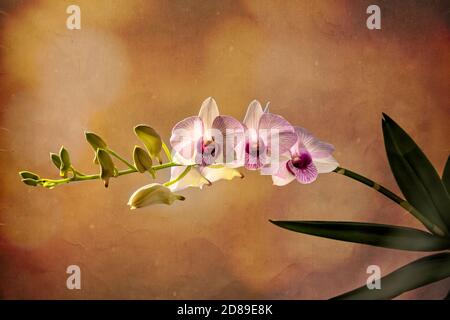 De magnifiques fleurs d'orchidées se rapprochent sur un fond coloré Banque D'Images