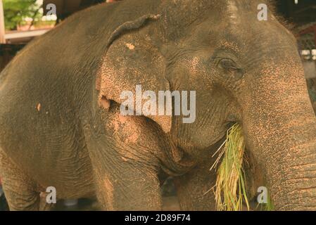 Éléphant d'Asie appréciant un faisceau d'herbe verte saine à Ayutthaya, Thaïlande Banque D'Images