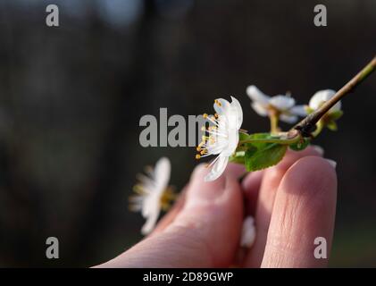 Main de femme touchant la fleur de cerisier sur une branche, Lituanie Banque D'Images