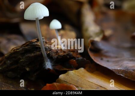 Le champignon de capot d'Ange, Mycena arcangeliana Banque D'Images