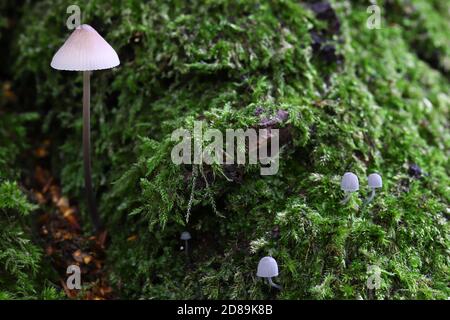 Mycena arcangeliana et M. pseudocorticola Banque D'Images