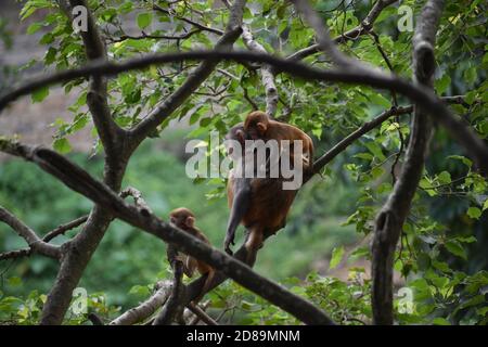 Une petite famille de singes Banque D'Images