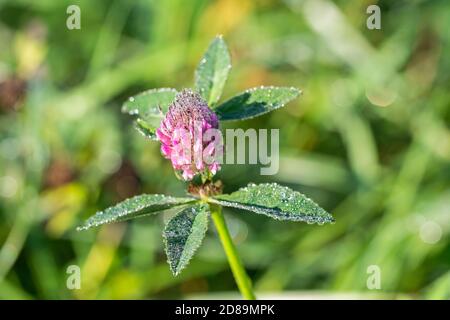 Gros plan sur des gouttes de rosée sur un beau trèfle violet fleur Banque D'Images