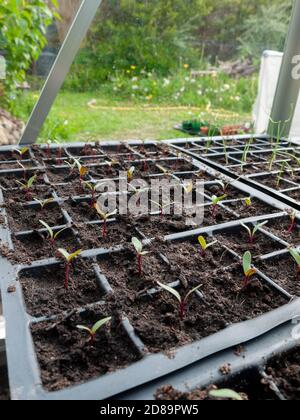 Des semis de betteraves nouvellement germées qui grandissent en modules dans la serre d’un jardinier amateur au printemps. Banque D'Images