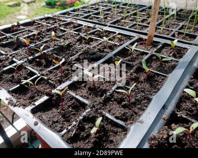 Des semis de betteraves nouvellement germées qui grandissent en modules dans la serre d’un jardinier amateur au printemps. Banque D'Images