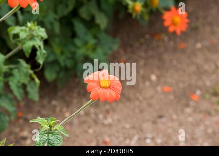 Tithonia rotundifolia « torche » Banque D'Images