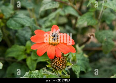 Bourdon se nourrissant d'une torche Tithonia rotundifolia Banque D'Images