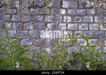 Fond de mur en pierre grise et quelques plantes de lierre verte. Banque D'Images
