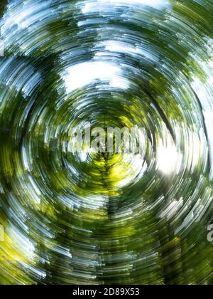 mouvement tourbillonnant de bois en fin d'après-midi d'été Banque D'Images