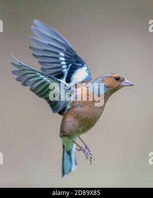 Chaffinch en plein vol Banque D'Images