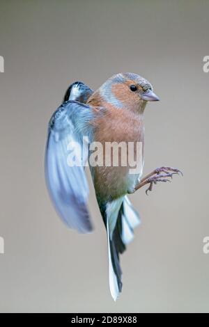 Chaffinch en plein vol Banque D'Images