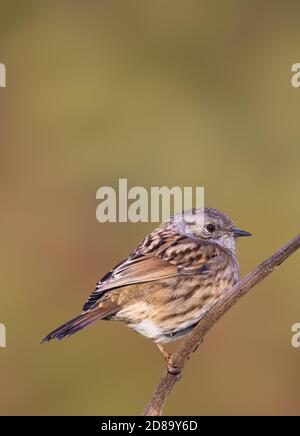 Oiseau Dunnock adulte (Prunella modularis), Aka Hedge Sparrow, perché sur une branche en hiver à West Sussex, Royaume-Uni. Portrait vertical avec espace de copie. Banque D'Images