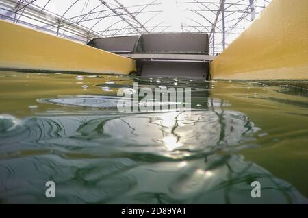 Neustadt Glewe, Allemagne. 20 octobre 2020. L'eau avec des algues bleues de spiruline est déplacée par de grandes roues à aubes dans l'un des bassins d'eau de 100 mètres de long de la ferme d'algues. (Photo prise avec l'appareil photo sous-marin GoPro) dans l'une des plus grandes fermes d'algues d'Europe, les algues pour l'industrie alimentaire sont cultivées dans des bassins d'eau trop chaude avec une capacité combinée de 600,000 litres. Le Dr. Eberhard Bioenergie GmbH & Co. KG prépare l'étape du projet pilote à la production industrielle d'algues dans les anciennes serres. Credit: Jens Büttner/dpa-Zentralbild/ZB/dpa/Alay Live News Banque D'Images