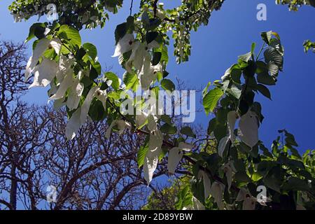 Les bractées blanches de Davidia involucrata lui donnent le nom commun de Handkerchief ou Dove Tree, Killerton House, nr Exeter, Devon, Angleterre, Royaume-Uni Banque D'Images