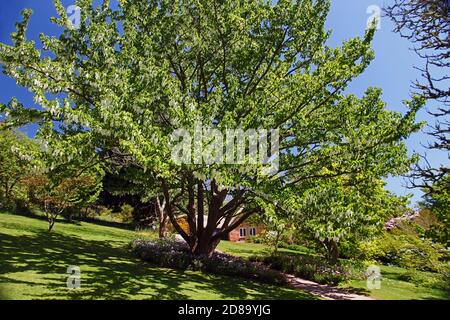 Les bractées blanches de Davidia involucrata lui donnent le nom commun de Handkerchief ou Dove Tree, Killerton House, nr Exeter, Devon, Angleterre, Royaume-Uni Banque D'Images