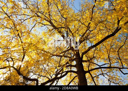 Un frêne (Fraxinus excelsior) en pleine couleur d'automne dans le domaine de la maison de Killerton, nr Exeter, Devon, Angleterre, Royaume-Uni Banque D'Images