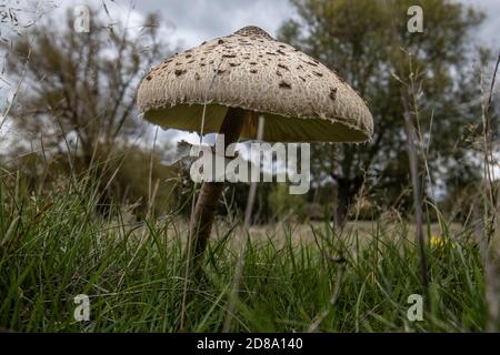 Champignons de la forêt de parasol Shaggy poussant à Richmond Park, Surrey, Angleterre, Royaume-Uni Banque D'Images