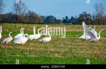 East Lothian, Écosse, Royaume-Uni, 28 octobre 2020. Météo au Royaume-Uni: Un grand troupeau de cygnes whooper, Cygnus cygnus, migrant vers le sud vu dans un champ de chaume Banque D'Images