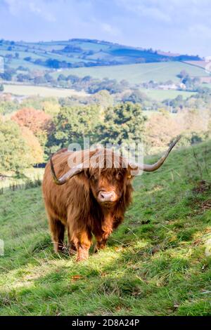 Une vache des Highlands très impressionnante qui broutage dans les jardins de la maison de Killerton, nr Exeter, Devon, Angleterre, Royaume-Uni Banque D'Images