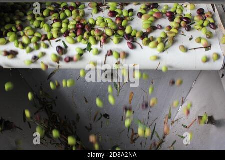 Olives sur courroie transporteuse à l'usine d'huile d'olive pendant le processus de production d'huile d'olive extra vierge dans la périphérie d'Athènes à Attica, Grèce. Banque D'Images