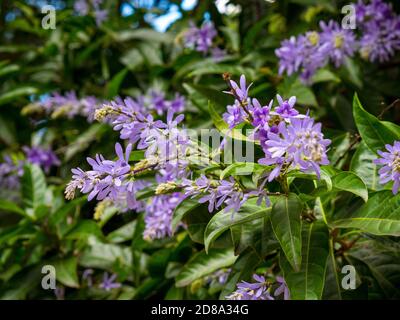 Petrea Volubilis, communément appelé couronne pourpre Banque D'Images