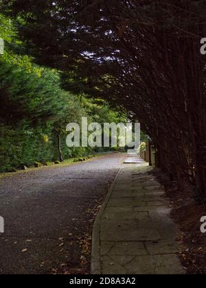 Country Lane dans l'ombre lors de la promenade automnale dans la banlieue. Bushey Heath, Royaume-Uni. Arbres luxuriants. Trottoirs le long de rues vides au milieu des peurs de Covid. Banque D'Images