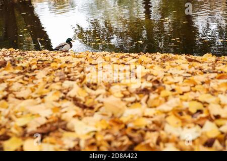 Berlin, Allemagne. 28 octobre 2020. Un pallard est vu dans un parc à Berlin, capitale de l'Allemagne, le 28 octobre 2020. Credit: Shan Yuqi/Xinhua/Alay Live News Banque D'Images