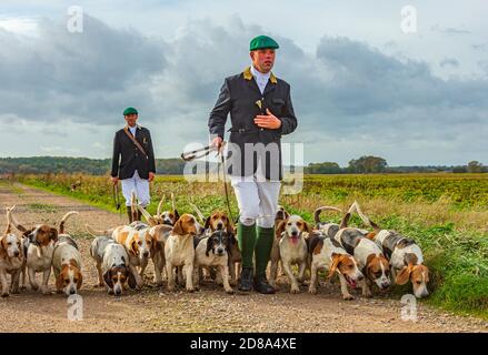 Blankney, Lincoln, Lincolnshire, Royaume-Uni. 28 octobre 2020. Les East Lincs Bassett Hounds sont dirigés par Matt Bowring sur le bord de la Lincolnshire Fens qui a attiré un grand nombre de personnes observant. Credit: Matt Limb OBE/Alamy Live News Banque D'Images