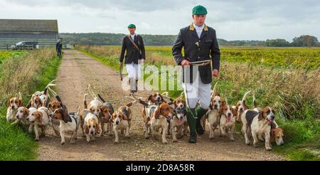 Blankney, Lincoln, Lincolnshire, Royaume-Uni. 28 octobre 2020. Les East Lincs Bassett Hounds sont dirigés par Matt Bowring sur le bord de la Lincolnshire Fens qui a attiré un grand nombre de personnes observant. Credit: Matt Limb OBE/Alamy Live News Banque D'Images