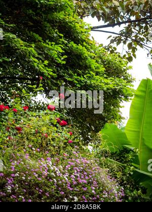 Rose chinoise connue sous le nom de rose Bengale ou cramoisi Bengale Banque D'Images