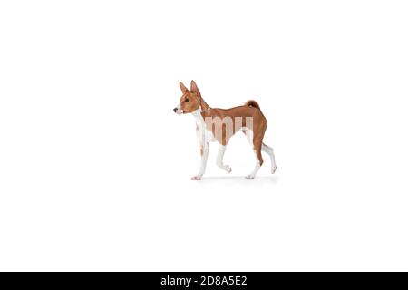 Le jeune chien Basenji pose. Adorable chien blanc marron ludique ou animal jouant sur fond blanc de studio. Concept de mouvement, d'action, de mouvement, d'amour des animaux de compagnie. Il a l'air ravi, drôle. CopySpace pour publicité. Banque D'Images