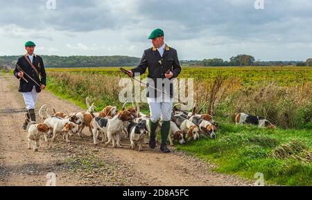 Blankney, Lincoln, Lincolnshire, Royaume-Uni. 28 octobre 2020. Les East Lincs Bassett Hounds sont dirigés par Matt Bowring sur le bord de la Lincolnshire Fens qui a attiré un grand nombre de personnes observant. Credit: Matt Limb OBE/Alamy Live News Banque D'Images