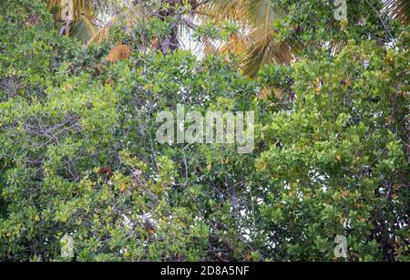 Grand iguana vert camouflé sur la branche avec un feuillage abondant sur Sainte-Croix dans l'USVI Banque D'Images