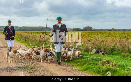 Blankney, Lincoln, Lincolnshire, Royaume-Uni. 28 octobre 2020. Les East Lincs Bassett Hounds sont dirigés par Matt Bowring sur le bord de la Lincolnshire Fens qui a attiré un grand nombre de personnes observant. Credit: Matt Limb OBE/Alamy Live News Banque D'Images