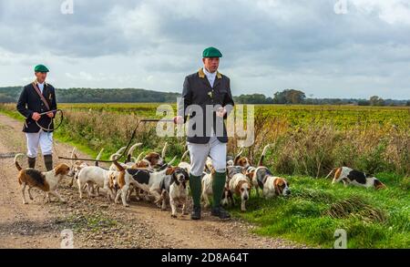 Blankney, Lincoln, Lincolnshire, Royaume-Uni. 28 octobre 2020. Les East Lincs Bassett Hounds sont dirigés par Matt Bowring sur le bord de la Lincolnshire Fens qui a attiré un grand nombre de personnes observant. Credit: Matt Limb OBE/Alamy Live News Banque D'Images