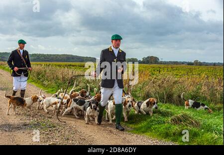 Blankney, Lincoln, Lincolnshire, Royaume-Uni. 28 octobre 2020. Les East Lincs Bassett Hounds sont dirigés par Matt Bowring sur le bord de la Lincolnshire Fens qui a attiré un grand nombre de personnes observant. Credit: Matt Limb OBE/Alamy Live News Banque D'Images