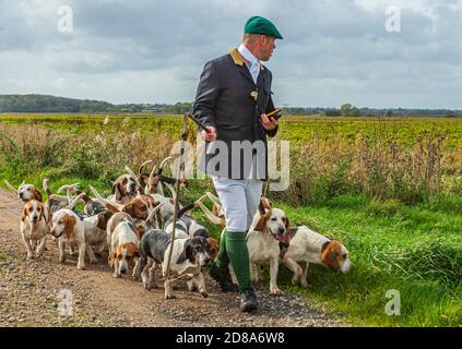 Blankney, Lincoln, Lincolnshire, Royaume-Uni. 28 octobre 2020. Les East Lincs Bassett Hounds sont dirigés par Matt Bowring sur le bord de la Lincolnshire Fens qui a attiré un grand nombre de personnes observant. Credit: Matt Limb OBE/Alamy Live News Banque D'Images